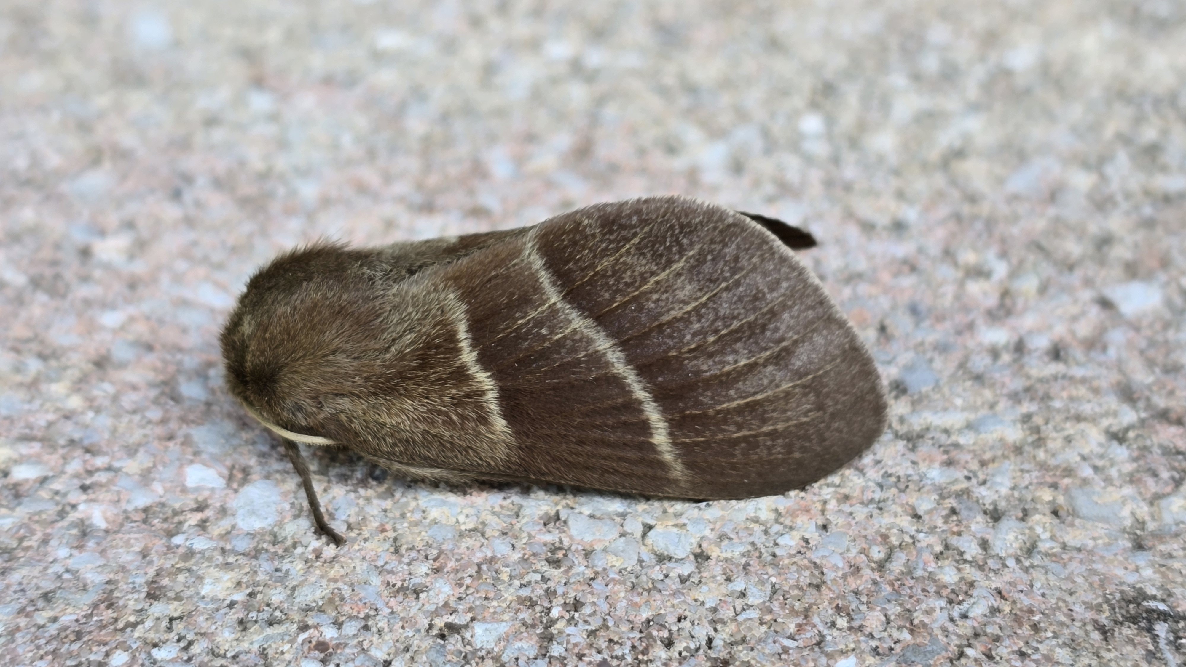 Photo of Fox Moth (Macrothylacia rubi)